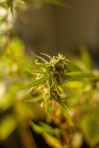 THC and flying abroad 